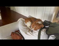 Sleeping dog dreams and wags its tail