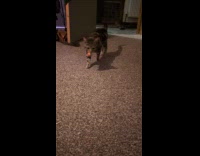 Cat jumps play fetch ball with owner