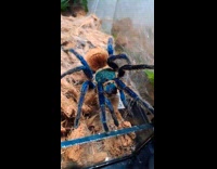 Blue spider tarantula on the glass cage