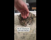 Black kitten jumps on grey cat laying on white rug 