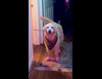 Dog stick in mouth spinning tail