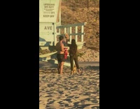 Small dog yellow scarf lifeguard post beach