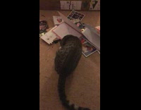 Pet cat plays and destroys Reindeer toy