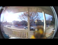 Blurry wasp head peek at security camera