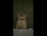 Person drop chip for dog under bed