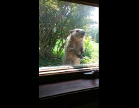 Marmot stand outside window guy tap glass
