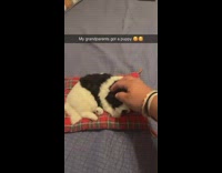 Person rub and slap fake puppy toy