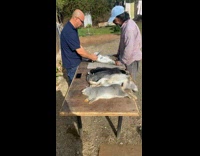 Kid Watches Rabbits Gets Prepared for Stew