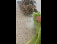 Guy feeds turtle tortoise lettuce chocolate counter 