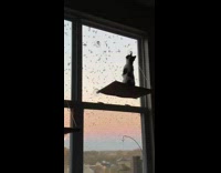 Cat on window hammock watches birds in sunset