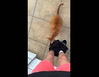 Cat pulls down hoomans pants