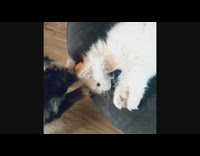 Puppy dog pulls white cat off chair 