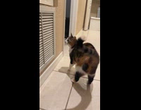 Cat got cautious on print out face of cat 