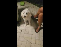 White dog imitate I love you scream