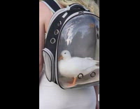 Lady wears bag with pet duck inside 