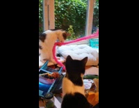 Cat tugs on pink fluffy want toy 