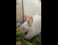 White rabbit chews leaf inside glass cage
