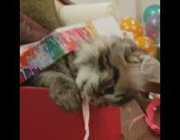 Brown kitten sits inside red gift box