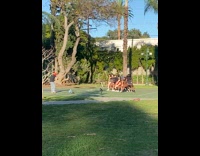 Group women in shorts dance twerk at park