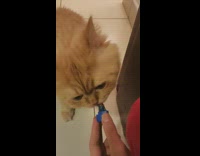 Light brown kitten lick candy from cup