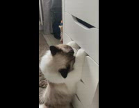 Cat finds where the catnip is hidden
