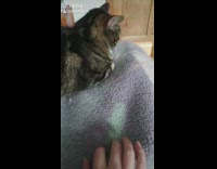 Cat looks mad when mom taps blanket