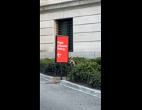 Raccoon hangs out in bushes outside museum
