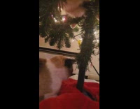 Cat tries to reach other cat upside down in Christmas tree 