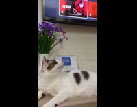Collab PLC - Cat reacts when curser moves on tv