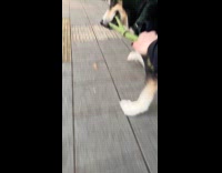 Dog bites leash pulls owner on longboard