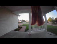 Bird flies in front of door camera