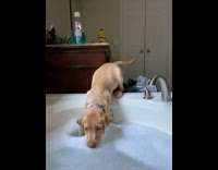 Collab Kale Salad IG - Labrador puppy falls in bathtub water