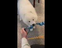 White samoyed puppy dog blue rope pt. 2