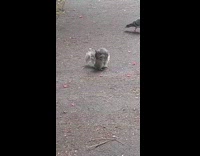 Squirrel Check Peanut on Ground then Goes Back