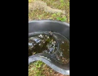 Girl tries to rescue possum out of water bucket trap 