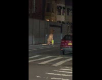 Person walks in dinosaur costume 