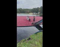 Girls stand in gathered berries in water