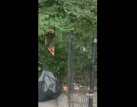 Raccoon climbs over fence with pizza in mouth