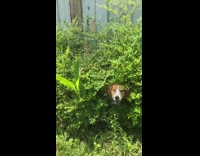 Dog breathe heavily hides on bushes