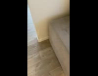 Pet cat meows at the grass on the window sill