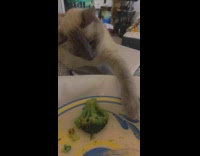 Cat trying to grab broccoli and owner telling it no