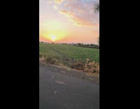Sunset view at the large farm fields