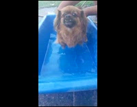 Dog to be showered swims in bucket