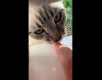 Pet kitten reaches for owners finger from outside the window