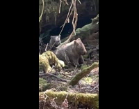 Wombat with its baby behind at forest