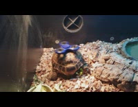 turtle with fidget spinner spinning on shell