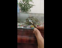 Snapping turtle in tank stare white paint