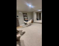 Collab Clips mpugc - Dog has zoomies jumping off couch