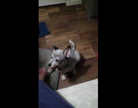 Guy teaches dog say i love you