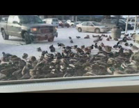 Guy looks out restaurant window sees ducks 